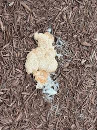 Attēlu rezultāti vaicājumam “Fuligo luteonitens spores”