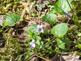 Attēlu rezultāti vaicājumam “Viola uliginosa bud”