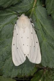 Attēlu rezultāti vaicājumam “Spilosoma lubricipeda”