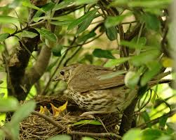 Attēlu rezultāti vaicājumam “Turdus philomelos nest”