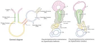 Image result for Hyporthodus quernus