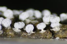 Attēlu rezultāti vaicājumam “Didymium clavus macro”