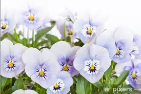 Image result for Hornveilchen