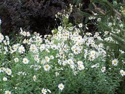Image result for Leucanthemella serotina