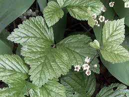Attēlu rezultāti vaicājumam “Rubus saxatilis”