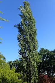 Attēlu rezultāti vaicājumam “Populus x petrowskyana”