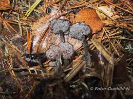 Attēlu rezultāti vaicājumam “Physarum auriscalpium”