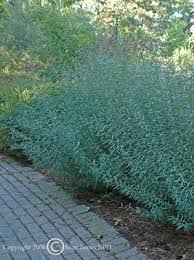 Attēlu rezultāti vaicājumam “Salix purpurea”