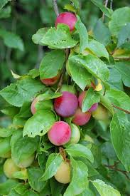 Attēlu rezultāti vaicājumam “Prunus cerasifera”