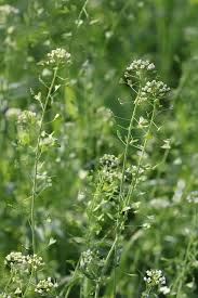 Attēlu rezultāti vaicājumam “Capsella bursa-pastoris bud”