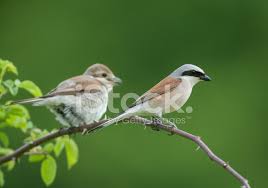 Attēlu rezultāti vaicājumam “Lanius collurio male”