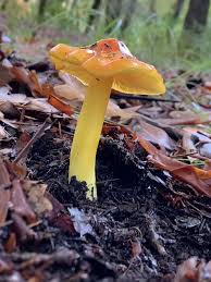 Attēlu rezultāti vaicājumam “Hygrocybe acutoconica”