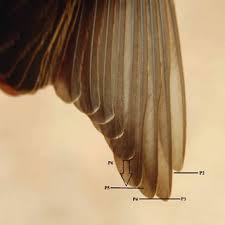 Attēlu rezultāti vaicājumam “Muscicapa striata adult”