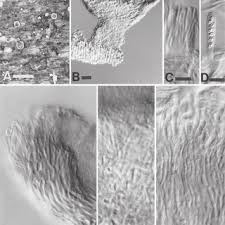 Attēlu rezultāti vaicājumam “Hyphodiscus hymeniophilus”