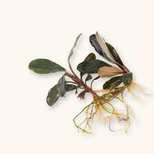 Risultati immagini per bucephalandra pinoh red stem