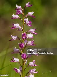 Attēlu rezultāti vaicājumam “Orchis militaris leaf”
