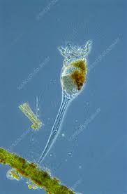 Attēlu rezultāti vaicājumam “Colloderma robustum sessile”