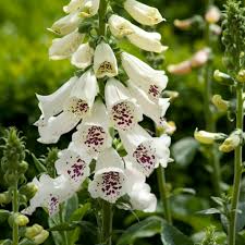 Image result for Digitalis purpurea