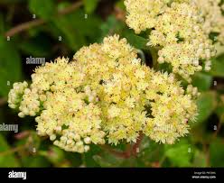 Attēlu rezultāti vaicājumam “Hylotelephium maximum flower”
