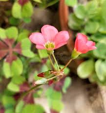 Attēlu rezultāti vaicājumam “Oxalidaceae”