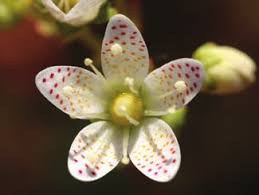 Attēlu rezultāti vaicājumam “Cladopodiella francisci macro”