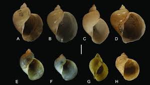 Attēlu rezultāti vaicājumam “Lymnaeidae”