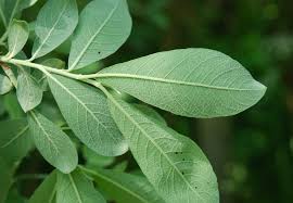 Attēlu rezultāti vaicājumam “Salix cinerea”