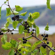 Attēlu rezultāti vaicājumam “Rhamnus cathartica”