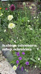 Attēlu rezultāti vaicājumam “Scabiosa ochroleuca”