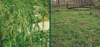 Attēlu rezultāti vaicājumam “Poa palustris”