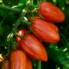 Attēlu rezultāti vaicājumam “Lycopersicon esculentum leaf”