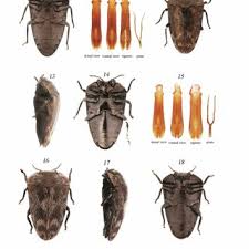 Attēlu rezultāti vaicājumam “Cidnopus aeruginosus”