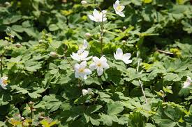 Attēlu rezultāti vaicājumam “Isopyrum thalictroides”