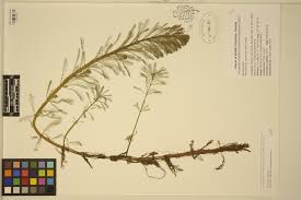 Attēlu rezultāti vaicājumam “Haloragaceae”