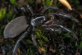 Attēlu rezultāti vaicājumam “Gnaphosidae”