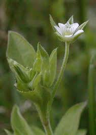 Attēlu rezultāti vaicājumam “Moehringia trinervia bud”