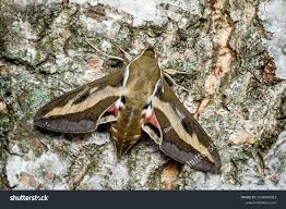 Attēlu rezultāti vaicājumam “Hyles gallii”