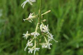 Attēlu rezultāti vaicājumam “Silene tatarica”