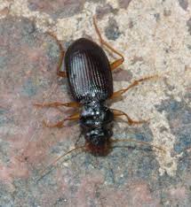 Attēlu rezultāti vaicājumam “Leistus ferrugineus”