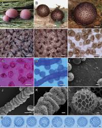 Attēlu rezultāti vaicājumam “Lycogala roseosporum spores”