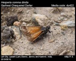 Attēlu rezultāti vaicājumam “Hesperia comma underside”