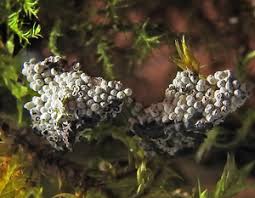 Attēlu rezultāti vaicājumam “Diderma spumarioides young”