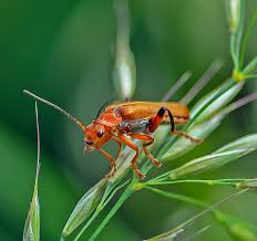 Attēlu rezultāti vaicājumam “Rhagonycha fulva”