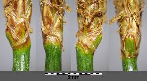 Attēlu rezultāti vaicājumam “Eleocharis uniglumis leaf”