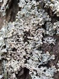 Attēlu rezultāti vaicājumam “Menegazzia terebrata”