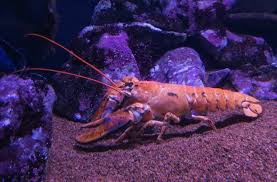 Image result for Homarus americanus