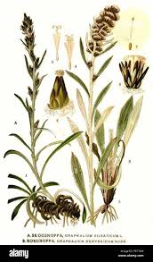 Attēlu rezultāti vaicājumam “Gnaphalium sylvaticum leaf”