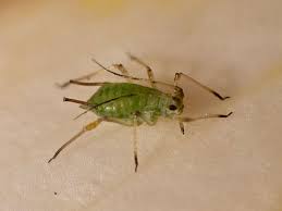 Attēlu rezultāti vaicājumam “Aphididae”