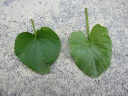 Attēlu rezultāti vaicājumam “Viola collina leaf”