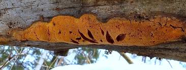 Attēlu rezultāti vaicājumam “Hapalopilus aurantiacus”